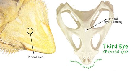 The Bearded Dragons Third Eye: Anatomy & Influence on Care