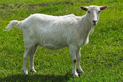 8 Types of Goat Breeds