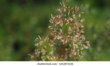 397 Agrostis Images, Stock Photos, 3D objects, & Vectors | Shutterstock