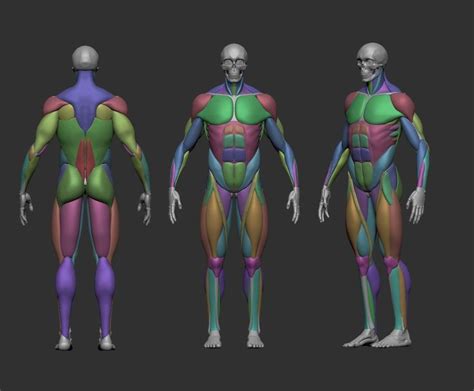 Musculature simplified | 3D Print Model | Anatomy models, Human anatomy art, Body anatomy