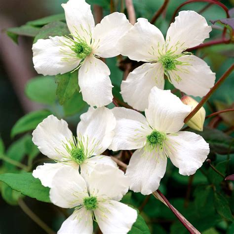 Buy Evergreen Winter Clematis Collection Online | Marshalls