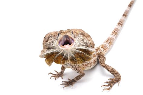 Keeping a Frilled Lizard As A Pet | Frilled Lizard Care