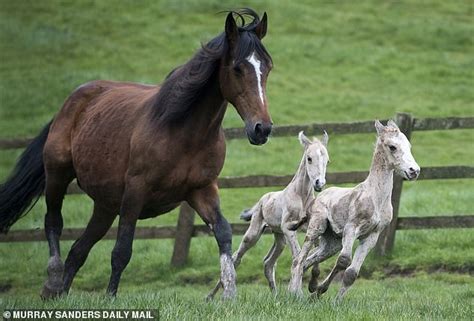 Horse that gave birth to identical twins defies 1million-1 odds after giving birth to second set ...