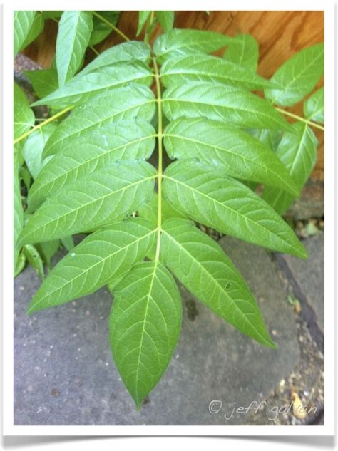 Tree of Heaven – Leaf | Boulder Tree Care - Pruning & Tree Removal Services