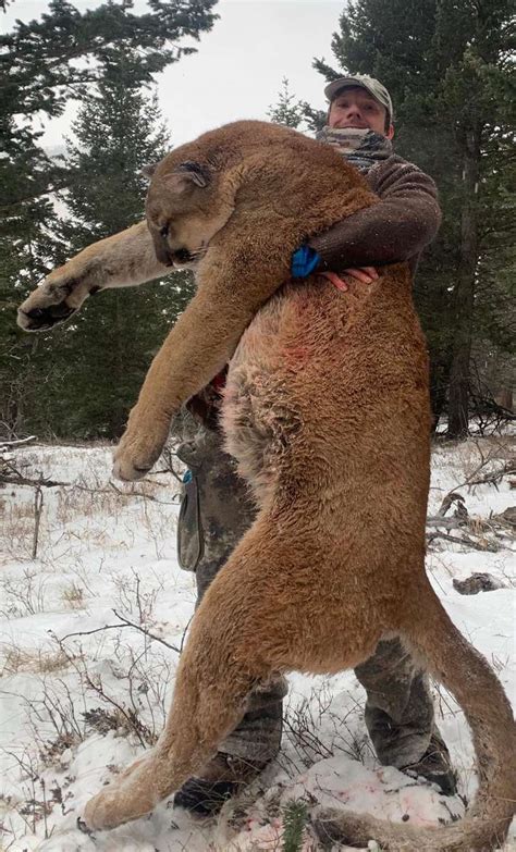 Alberta Mountain Lion Hunts - Timber King Outfitting