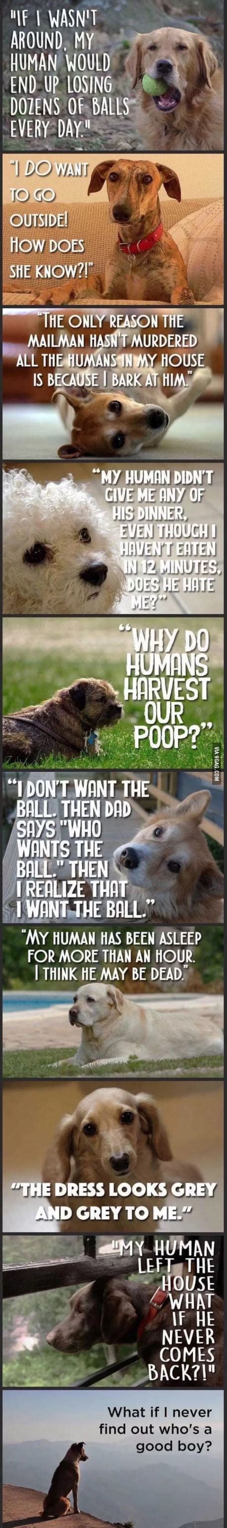 Dogs perspective | Dog thoughts, Funny animals, I love dogs