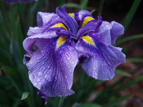 Japanese iris | Ramblin' through Dave's Garden