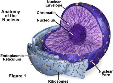 Nucleolus Structure And Function