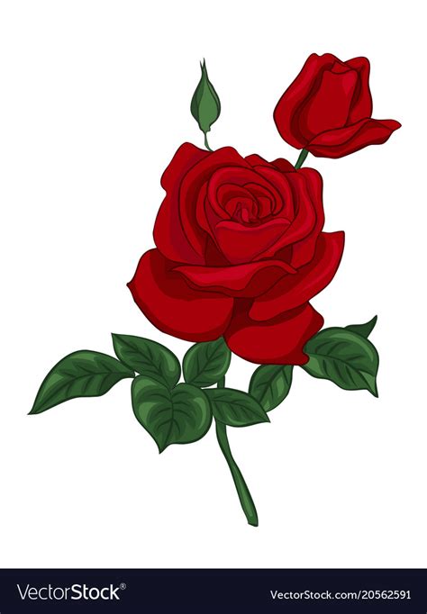 Single red rose Royalty Free Vector Image - VectorStock