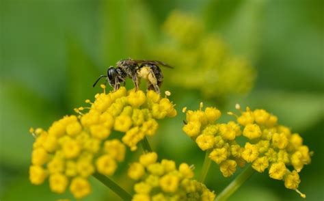 Sweat Bees – Native Beeology