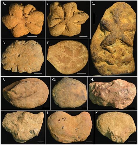 Is the middle Cambrian Brooksella a hexactinellid sponge, trace fossil ...