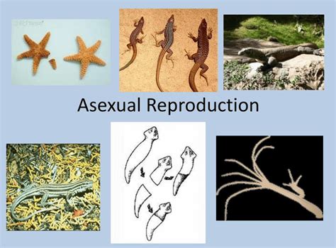 Asexual Reproduction: Types, Examples and Advantages