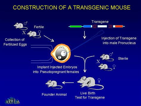 Technology - Transgenic animals