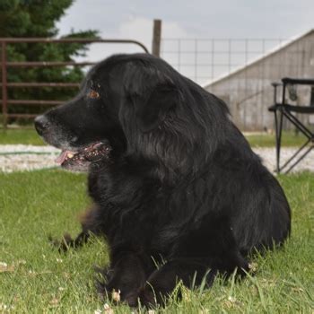 Golden Newfie Breed Information, Characteristics & Heath Problems | DogZone.com