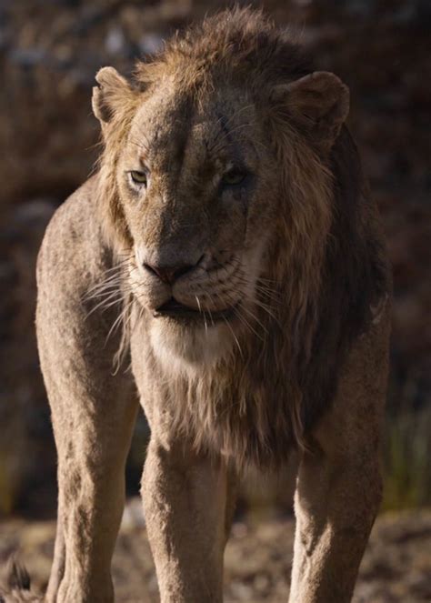 Scar (2019 film) | The Lion King Wiki | Fandom