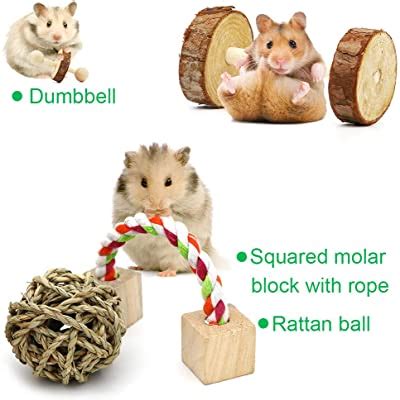 The 5 Best Chinchilla Toys And Exercise Wheels - We're All About Pets