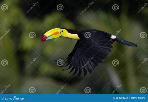 Toucan in Costa Rica stock image. Image of animal, nature - 303003231