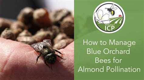 New Video: Managing Blue Orchard Bees for Almond Pollination | The ...