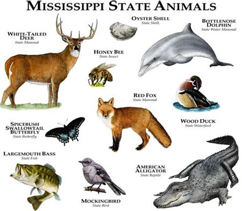 Animals - Mississippi Facts for Kids