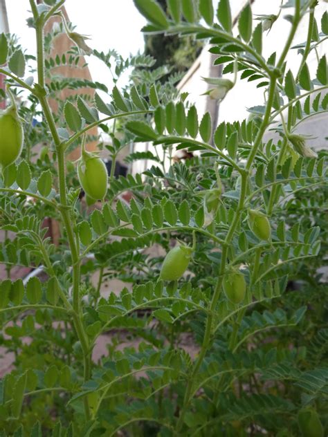 The Scientific Gardener: When Life gives you Garbanzos, make Lemonade?