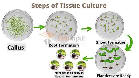 What Is Tissue Culture? | Types and Mechanism of Tissue Culture