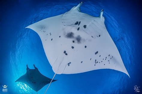 Manta Rays Size and how they feeds - Blue Force Fleet