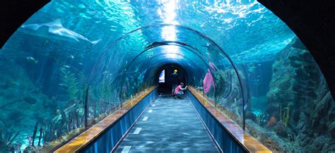 The Sydney Aquarium is a large aquarium complex: Opening Hours, Ticket Price - Planet of Hotels