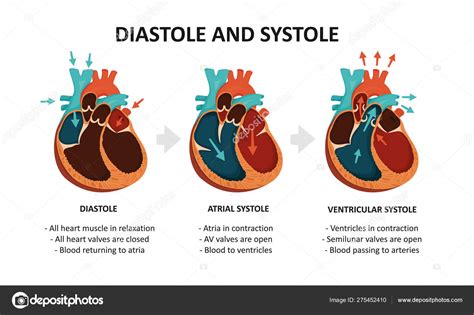 Phases Of Diastole