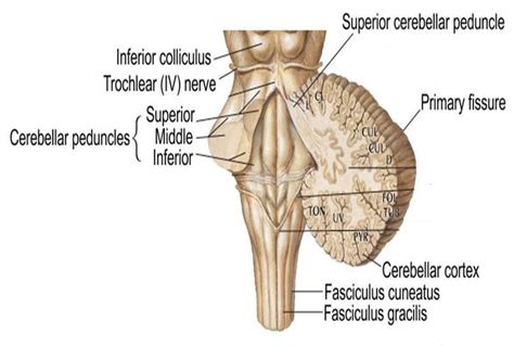 cerebellar peduncles - Google Search | Cerebellum anatomy, Neuroscience ...