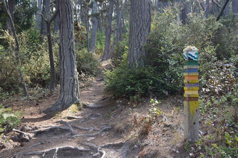 Pebble Beach hiking trails Carmel Bay to Spanish Bay – Loyalty Traveler