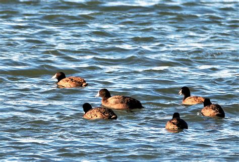 American Coot Swimming In Lake Free Stock Photo - Public Domain Pictures