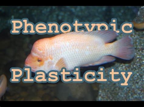 On Phenotypic Plasticity - YouTube