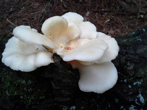 Edible? Oyster? - Mushroom Hunting and Identification - Shroomery ...