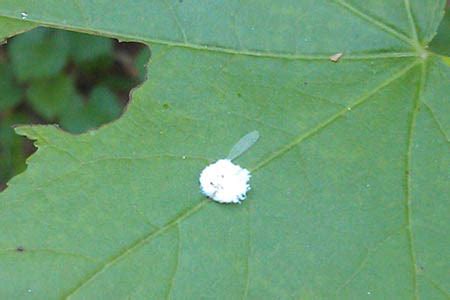 Lots of Lacewing Larvae – EcoIPM