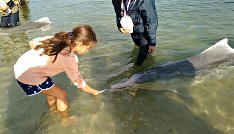 Feed wild dolphins at Tin Can Bay - Our Coast Life