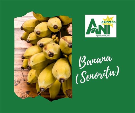 Banana Senorita 3kg. per box – Fresh Harvest