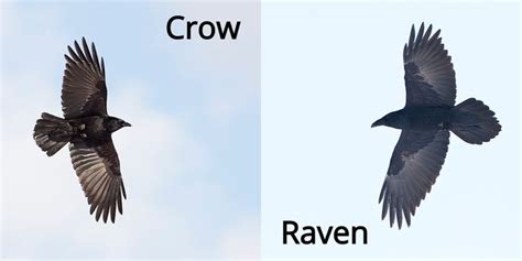 crow - Google Search