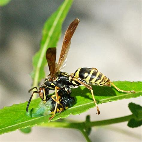 Paper Wasp Facts: Nests, Types, Identification