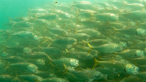 What the Latest Atlantic Menhaden Stock Assessment Means for the Chesapeake Bay | Theodore ...