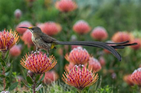 27 Stunning Birds in Cape Town | Wander Cape Town