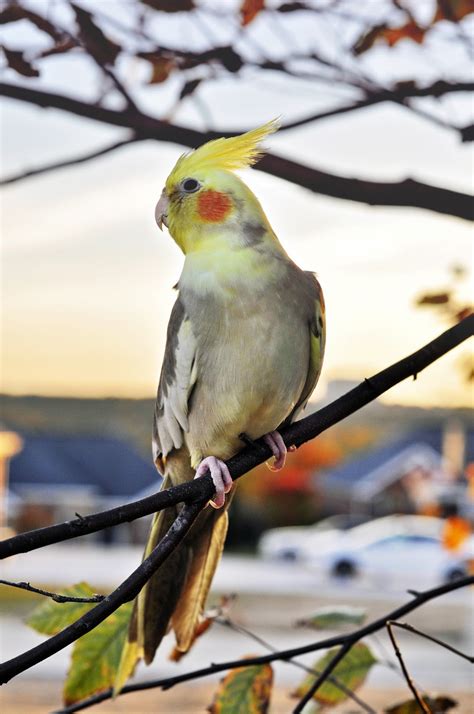 Picture of a beautiful cockatiel - About Wild Animals