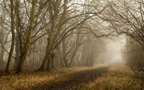 Forest Path Fog Wallpapers - Wallpaper Cave