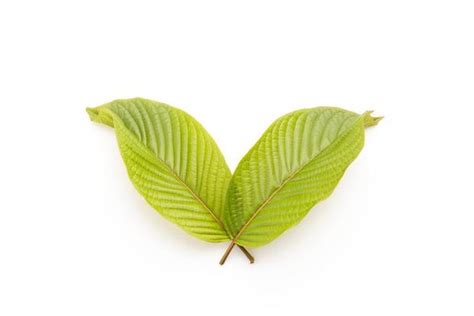 Kratom Leaves Stock Photos, Images and Backgrounds for Free Download