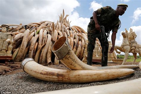 Nairobi National Park burns ivory worth £68m in bid to stamp out illegal poaching trade | Daily ...