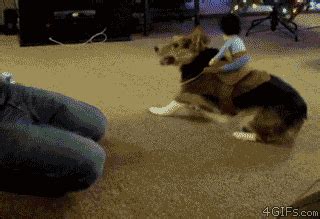 GIF animals dog corgi - animated GIF on GIFER - by Balace