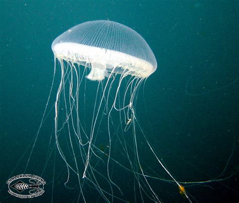 Scyphozoa; other Semaeostome Jellyfish - Chaloklum Diving - Koh Phangan