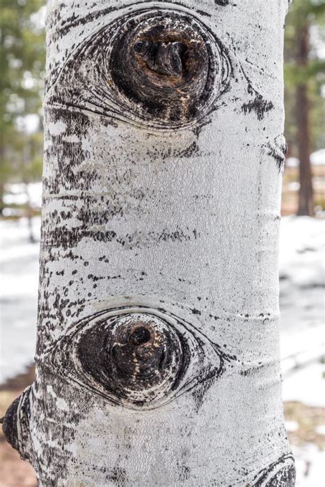 Aspen tree bark texture stock image. Image of trees, seasons - 87465179