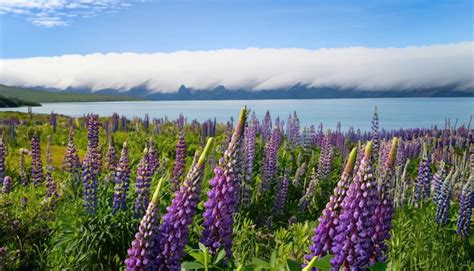 Premium AI Image | Lupins Of Lake Tekapo