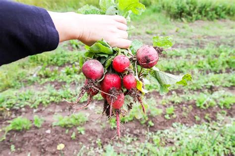 How to Plant Radishes in Your Garden (Tricks to Care!)