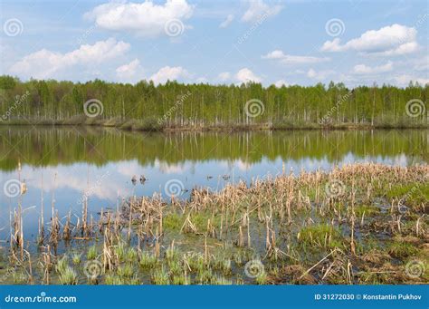 Forest lake stock photo. Image of cloud, nature, clear - 31272030